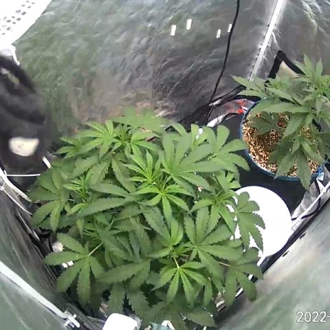Toof Decay growlog timeline photo