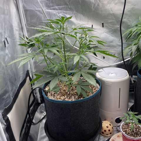 3wok OG growlog timeline photo