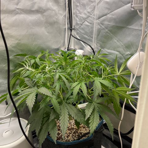 Toof Decay growlog timeline photo