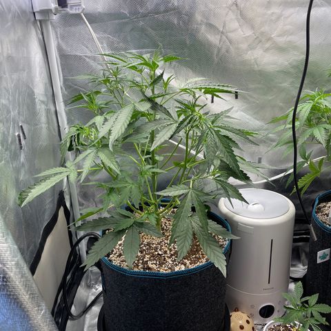 3wok OG growlog timeline photo