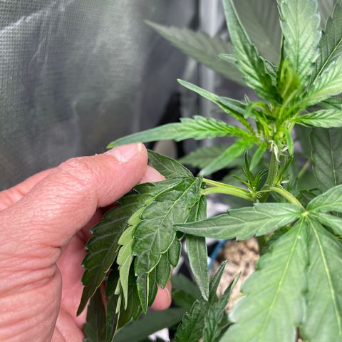 3wok OG growlog timeline photo