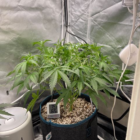 Toof Decay growlog timeline photo