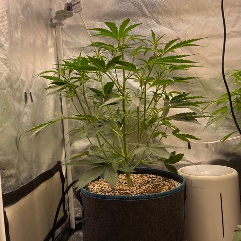 3wok OG growlog timeline photo