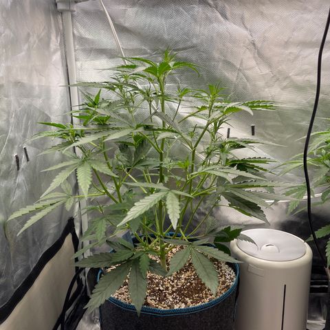 3wok OG growlog timeline photo