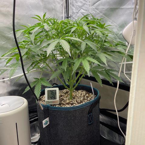Toof Decay growlog timeline photo
