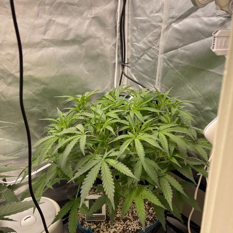 Toof Decay growlog timeline photo