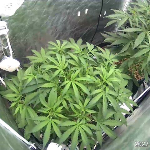 Toof Decay growlog timeline photo