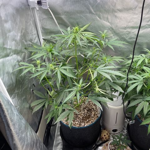 3wok OG growlog timeline photo