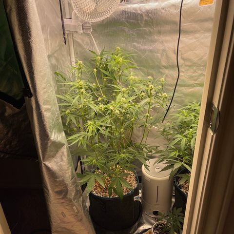 3wok OG growlog timeline photo