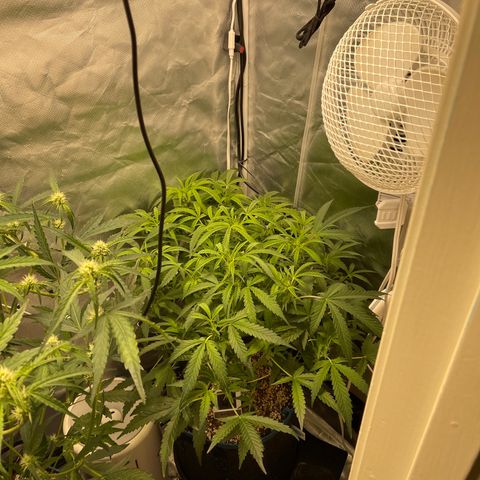 Toof Decay growlog timeline photo
