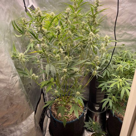 3wok OG growlog timeline photo