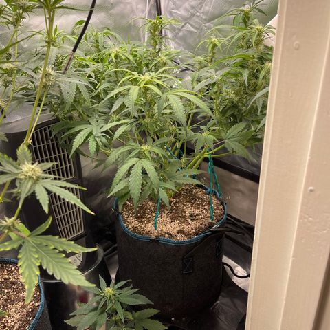 Toof Decay growlog timeline photo