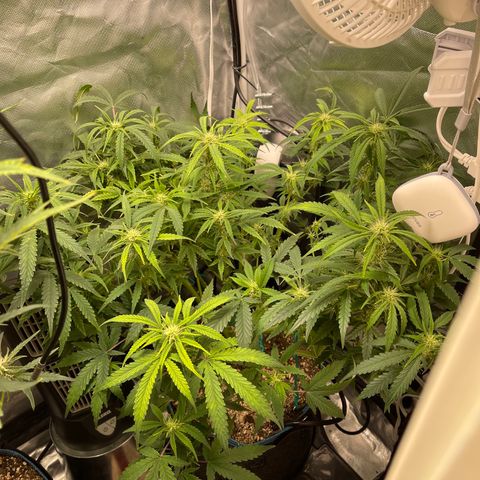 Toof Decay growlog timeline photo