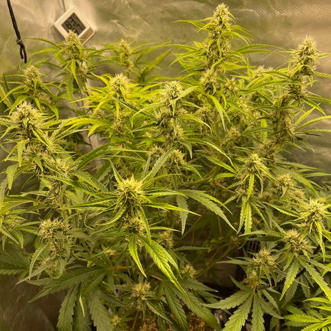 3wok OG growlog timeline photo