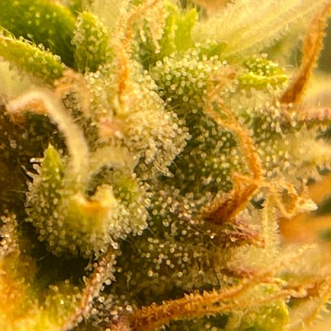3wok OG growlog timeline photo