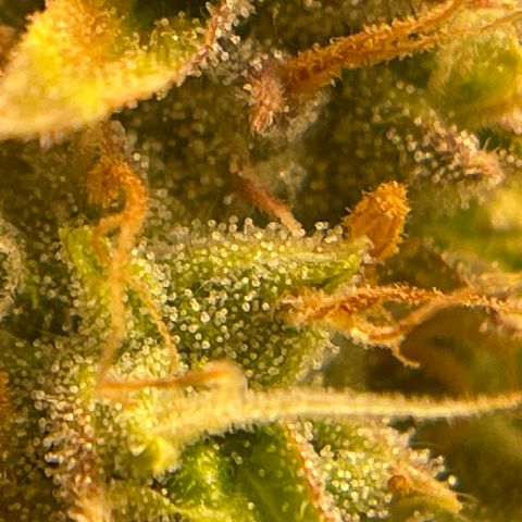 3wok OG growlog timeline photo