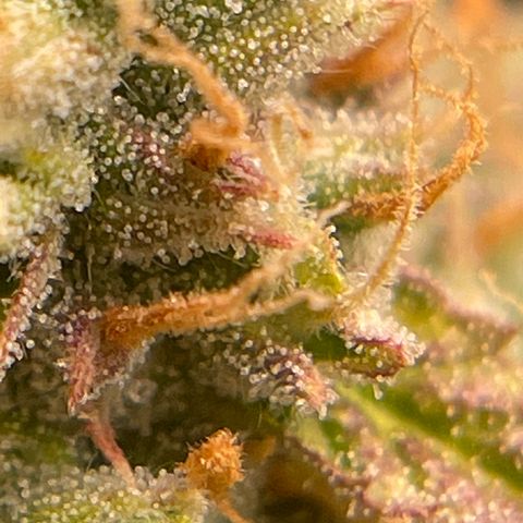 3wok OG growlog timeline photo