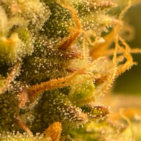 3wok OG growlog timeline photo