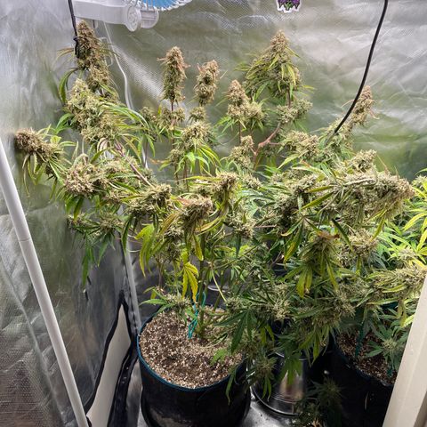3wok OG growlog timeline photo
