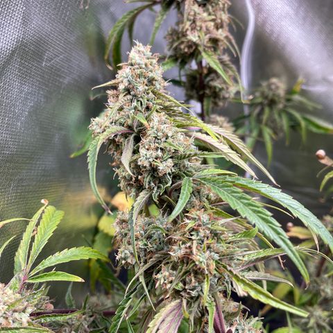3wok OG growlog timeline photo