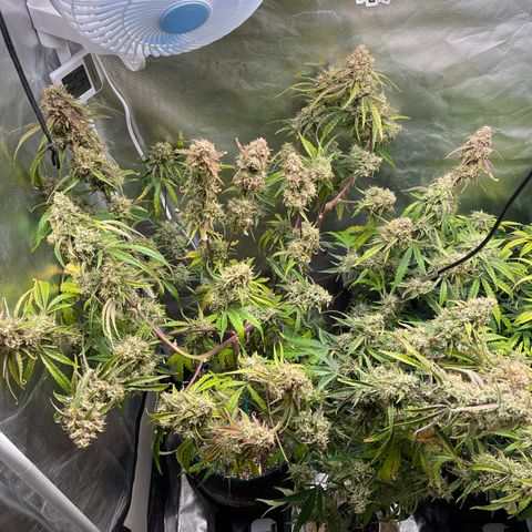 3wok OG growlog timeline photo