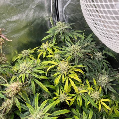 Toof Decay growlog timeline photo