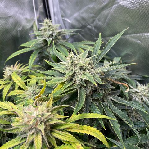 Toof Decay growlog timeline photo