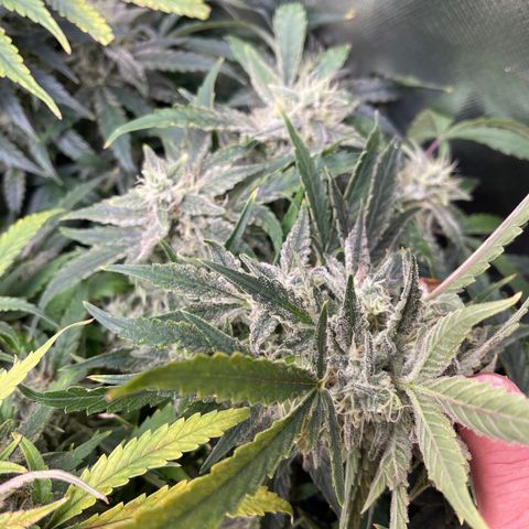Toof Decay growlog timeline photo