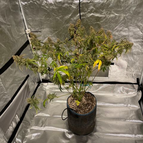 3wok OG growlog timeline photo