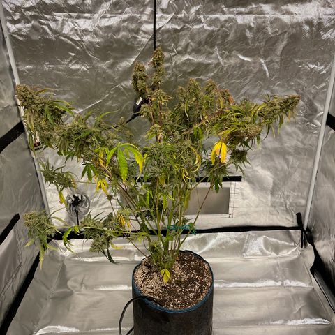 3wok OG growlog timeline photo