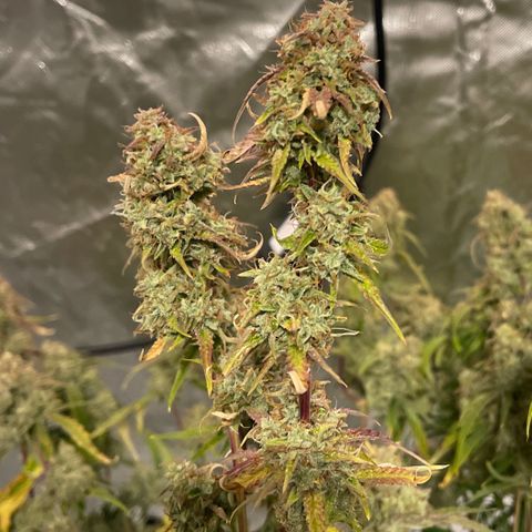 3wok OG growlog timeline photo