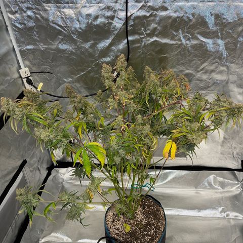 3wok OG growlog timeline photo