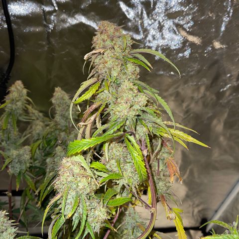 3wok OG growlog timeline photo
