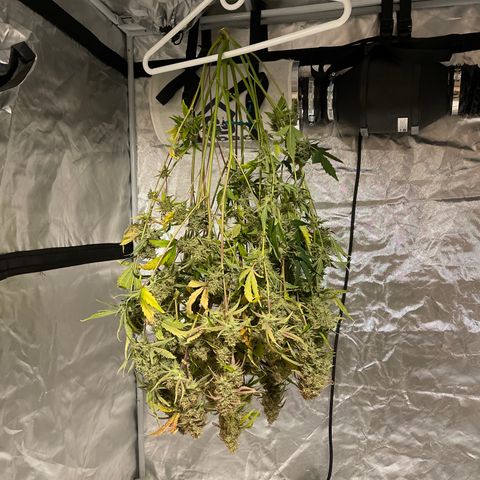 3wok OG growlog timeline photo