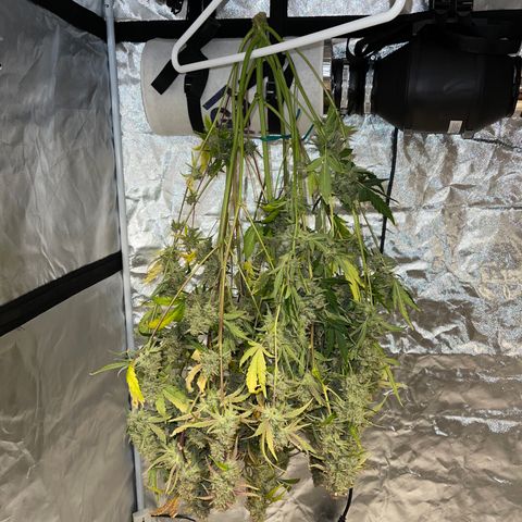 3wok OG growlog timeline photo
