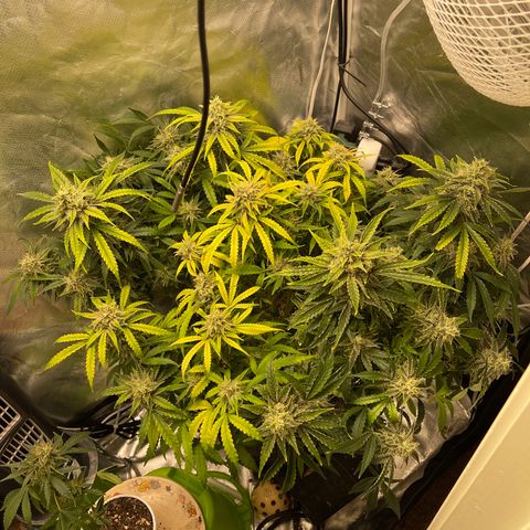 Toof Decay growlog timeline photo