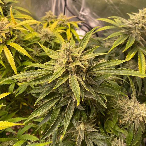 Toof Decay growlog timeline photo