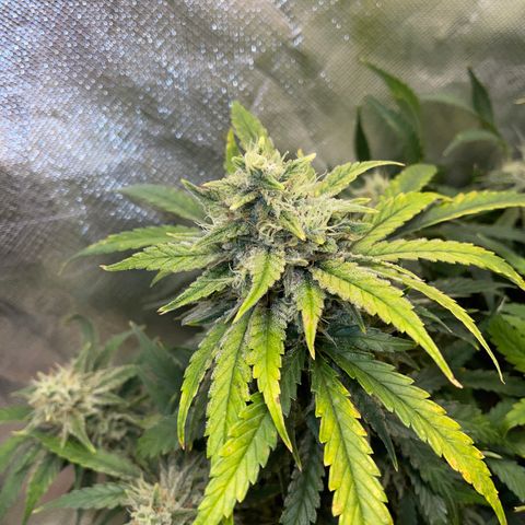Toof Decay growlog timeline photo