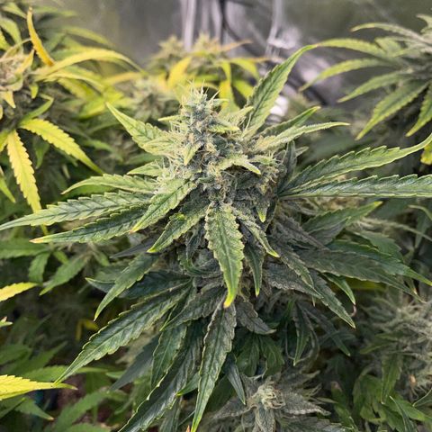 Toof Decay growlog timeline photo