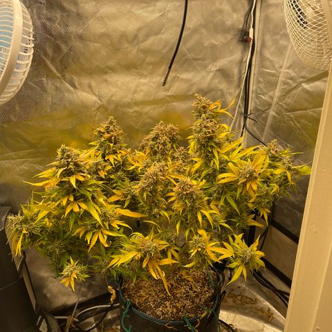 Toof Decay growlog timeline photo