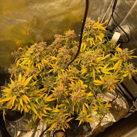 Toof Decay growlog timeline photo