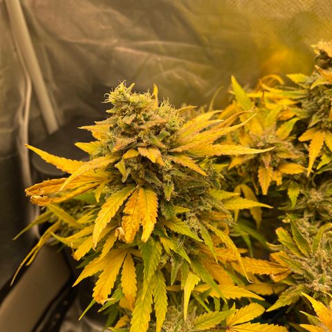 Toof Decay growlog timeline photo