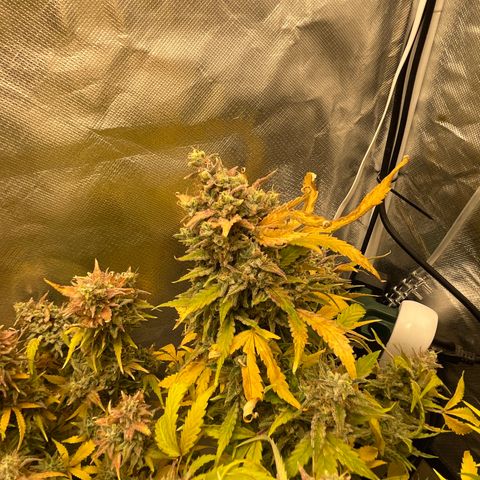 Toof Decay growlog timeline photo