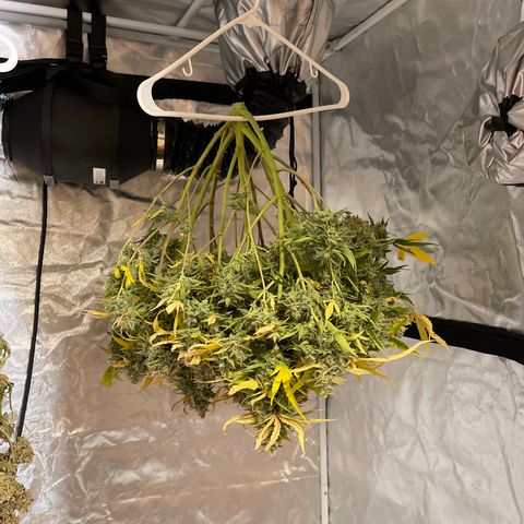 Toof Decay growlog timeline photo
