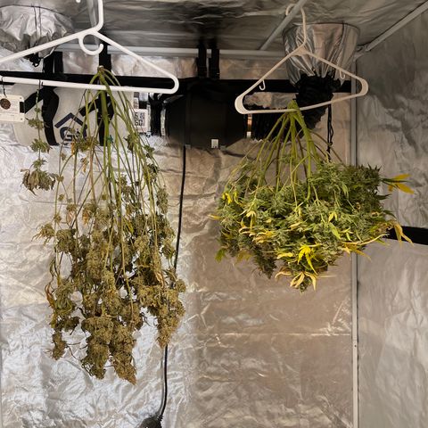 Toof Decay growlog timeline photo