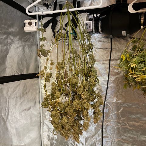 3wok OG growlog timeline photo
