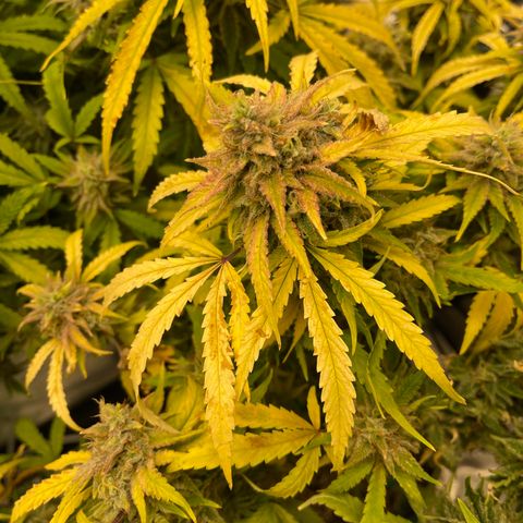 Toof Decay growlog timeline photo