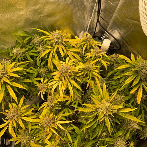 Toof Decay growlog timeline photo