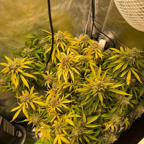 Toof Decay growlog timeline photo