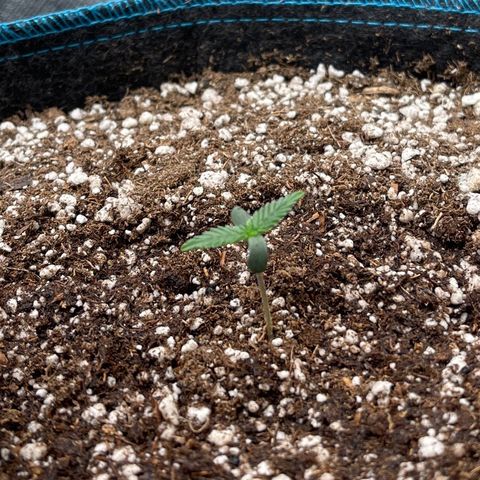 Lowryder #2 growlog timeline photo